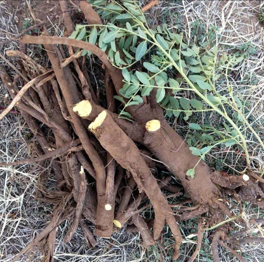 Licorice field in Azerbaijan